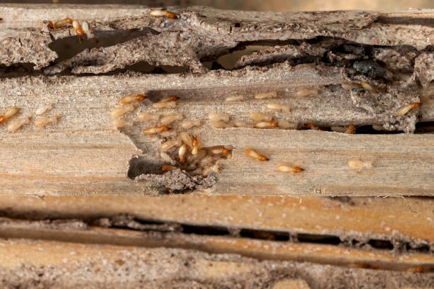Best Pest Control Near Me  in Rye Brook, NY