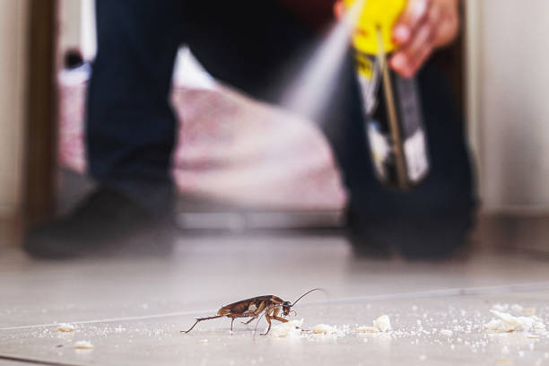 Best Local Pest Control Services  in Rye Brook, NY