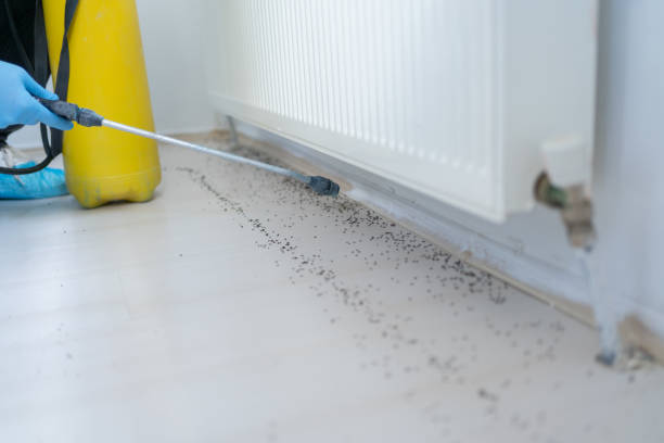 Flea Control Services in Rye Brook, NY