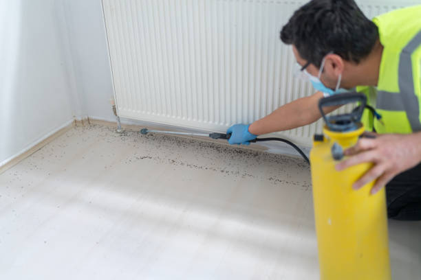 Flea Control Services in Rye Brook, NY