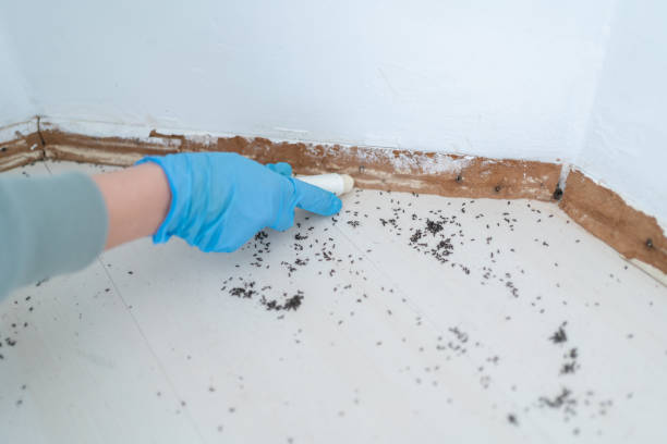 Best Spider Control Near Me  in Rye Brook, NY